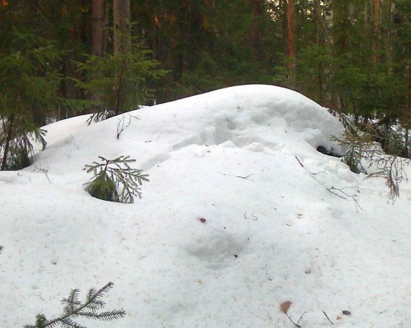 Pinsiö.jpg